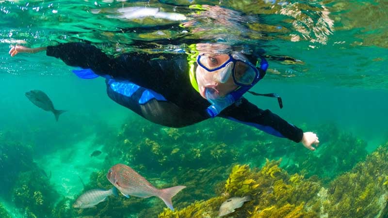Discover the magical underwater world of Goat Island Marine Reserve and snorkel amongst a vast array of fascinating marine life!