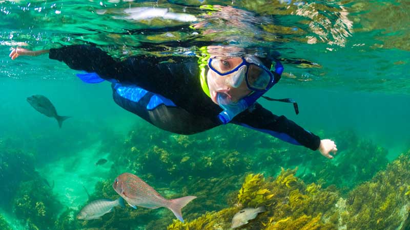 Discover the magical underwater world of Goat Island Marine Reserve and snorkel amongst a vast array of fascinating marine life!