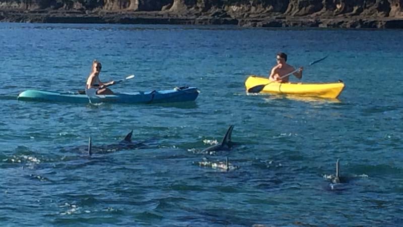 Hire a kayak and discover the beauty of Goat Island - New Zealand's first marine reserve!