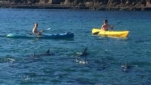 Goat Island NZ - 1 Hour Single or Double Kayak Hire