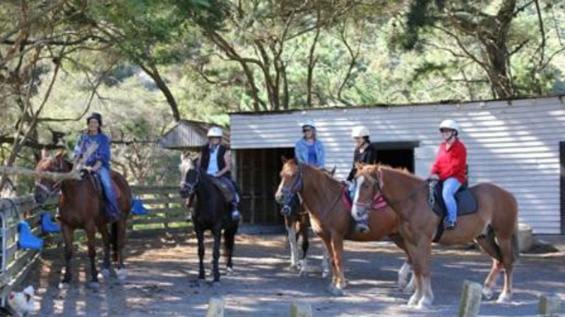 Spend 2 hours of pure delight in stunning South Wairarapa countryside, as you feel the earth thumping beneath you and your horse.