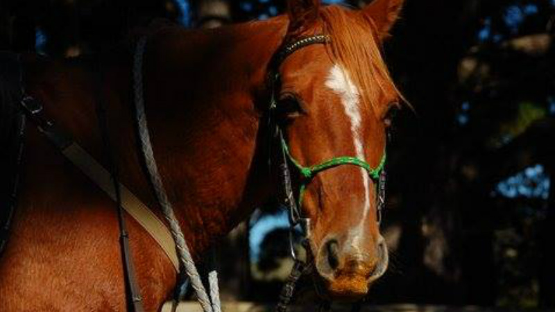 Spend 2 hours of pure delight in stunning South Wairarapa countryside, as you feel the earth thumping beneath you and your horse.