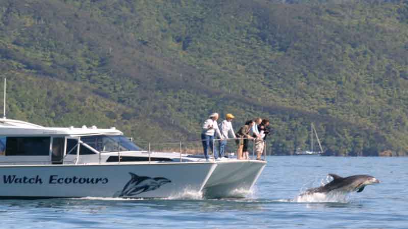 Swim with the dolphins and be at one with nature in the calm waters of New Zealand’s beautiful Marlborough Sounds!