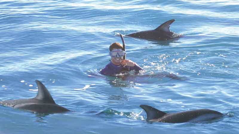 Swim with the dolphins and be at one with nature in the calm waters of New Zealand’s beautiful Marlborough Sounds!