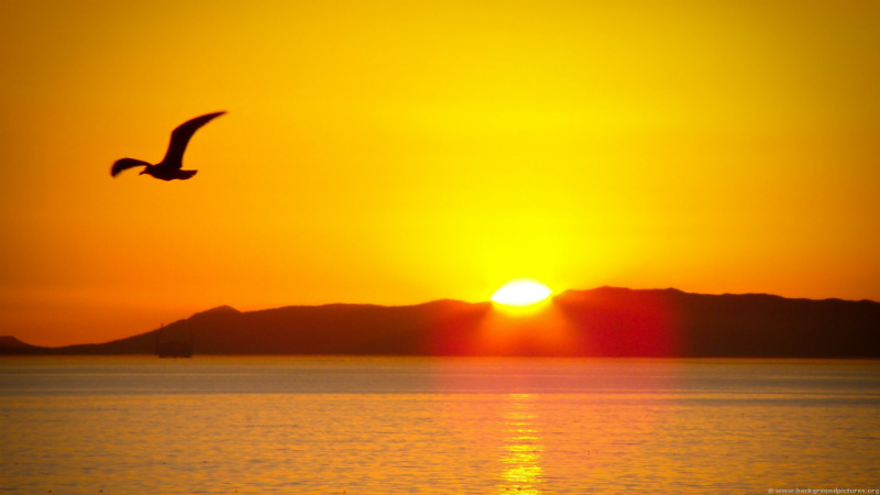 Explore the epic natural beauty of the Queen Charlotte Sound and its wildlife.