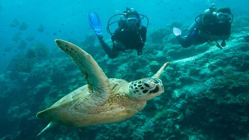 Come and discover the ‘Soft Coral Capital of the World’ with a 2 tank dive at some of the most spectacular dive spots on the planet!