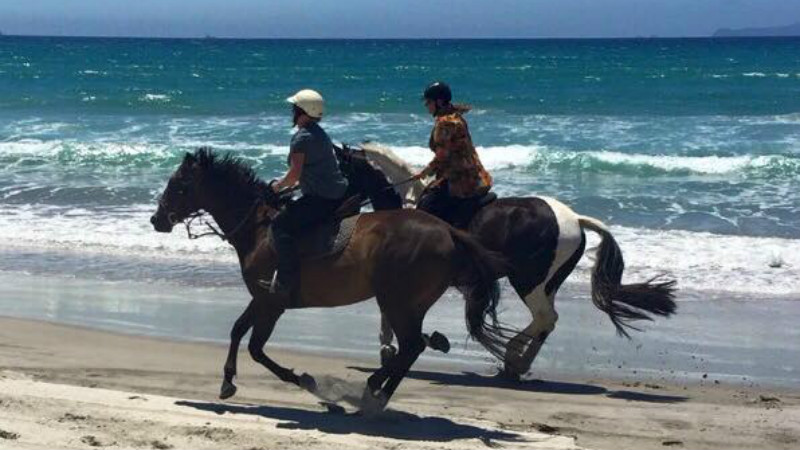 Experience Bream Bay and Waipu beaches from horseback for Waipu Horse Adventures - there’s nothing quite like it! 