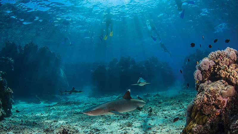 Experience the ULTIMATE ENCOUNTER and snorkel with sharks in their natural environment – With no cages and only crystal clear water between you and the sharks, this is an adrenalin rush like no other!