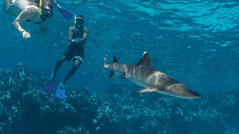 Experience the ULTIMATE ENCOUNTER and snorkel with sharks in their natural environment – With no cages and only crystal clear water between you and the sharks, this is an adrenalin rush like no other!