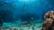 Shark Snorkel & Two Course Lunch - Barefoot Kuata Island