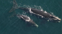 30 Minute Fraser Island & Wildlife Spotting Scenic Flight ex Hervey Bay