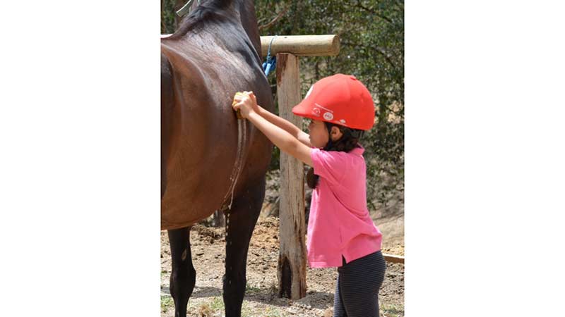 Introduce your kids to the world of horses with this fun and easy beginner programme, brought to you by Bonogin Valley Horse Retreat!