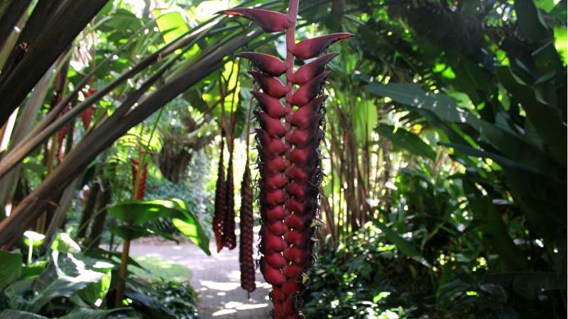 Go off the beaten track and discover mountains, dazzling gardens, amazing wildlife and indigenous culture on an incredible tour of Cairns!