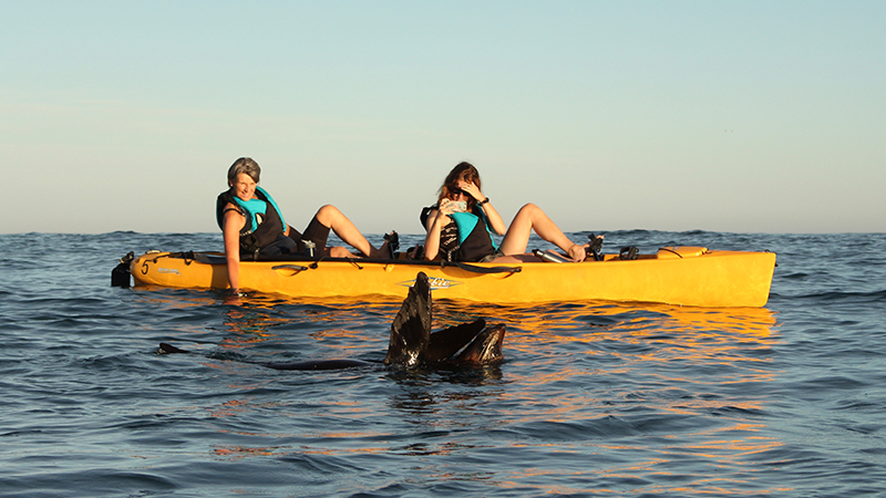 Experience the magic of a Sunset Pedal Kayak Tour in the beautiful region of Kaikoura and get up close and personal to the regions incredible fur seals!