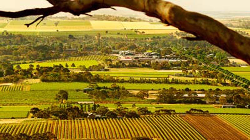 Explore the beautiful wine making region of the Barossa Valley at your own pace with the Barossa Explorer’s comfortable and efficient bus service.