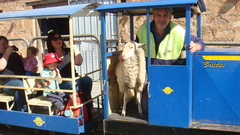 All aboard for a fun farm experience for the whole family!
Situated in beautiful countryside just outside of Adelaide you’ll find Platform 1, a historic farmyard and railway offering interactive, outdoors fun.