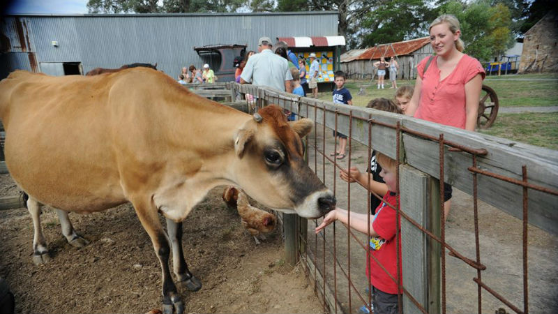 All aboard for a fun farm experience for the whole family!
Situated in beautiful countryside just outside of Adelaide you’ll find Platform 1, a historic farmyard and railway offering interactive, outdoors fun.