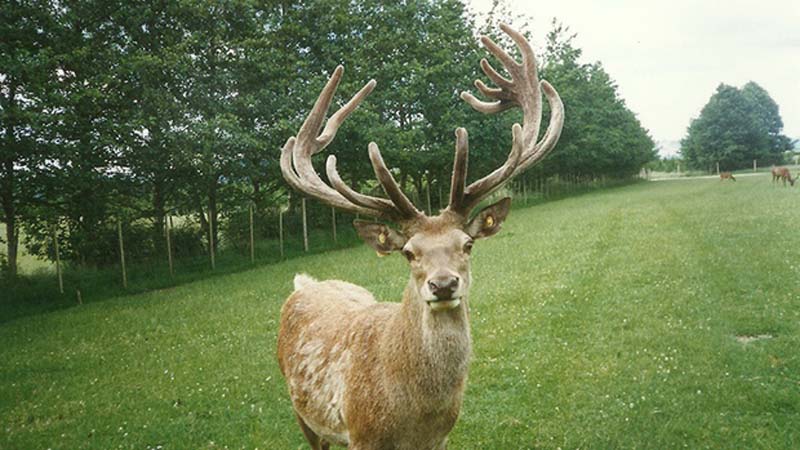 Explore the history of deer at The Deer Story Museum, enjoying a unique and educations New Zealand farming experience! 