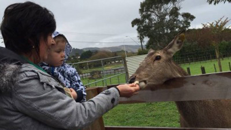 Experience a unique deer farm tour and delicious venison BBQ lunch at the Manakau’s Deer Story Museum.