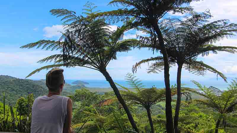 The best of Cape Tribulation and the Daintree, with guided walks, lunch and guaranteed wildlife spotting at our immersion exhibit, Wildlife Habitat. You will also have the opportunity to look for wildlife in the rainforest and on the Daintree River throughout the day