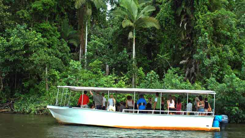 The best of Cape Tribulation and the Daintree, with guided walks, lunch and guaranteed wildlife spotting at our immersion exhibit, Wildlife Habitat. You will also have the opportunity to look for wildlife in the rainforest and on the Daintree River throughout the day