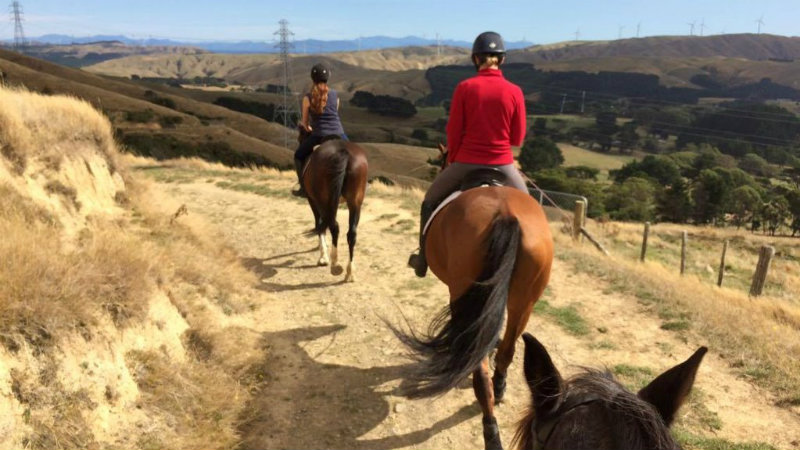 horse riding tours wellington