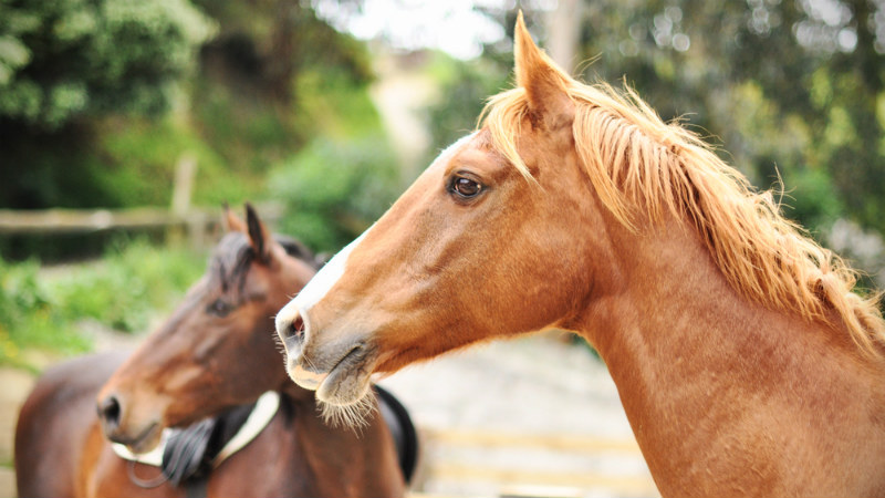 Trek through luscious forest, beautiful rivers and up rolling hills to see the valley lying before you. There’s no better way to experience the never ending views of Ohariu Valley than by horseback.