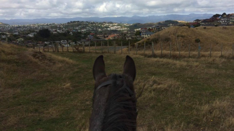 Trek through luscious forest, beautiful rivers and up rolling hills to see the valley lying before you. There’s no better way to experience the never ending views of Ohariu Valley than by horseback.