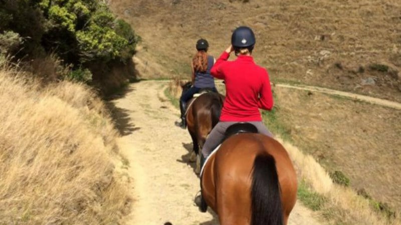 horse riding tours wellington