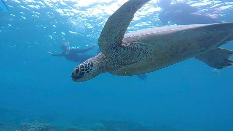 Join us for a day of Whitsundays sailing aboard Illusions 2 and see why past customers have said we are the best day cruise in the Whitsundays!