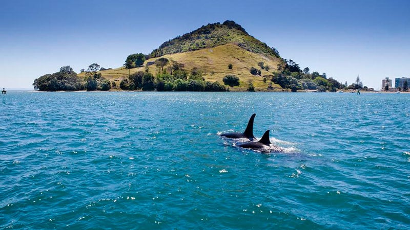 Step aboard the iconic KEWPIE for an incredible scenic cruise over the beautiful waters of Tauranga Harbour. 