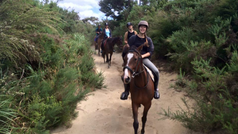 Experience a 1.5 Hour premium horse trek in beautiful Northland!