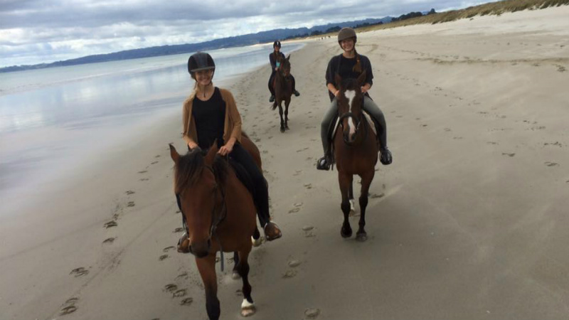 Experience a 1.5 Hour premium horse trek in beautiful Northland!