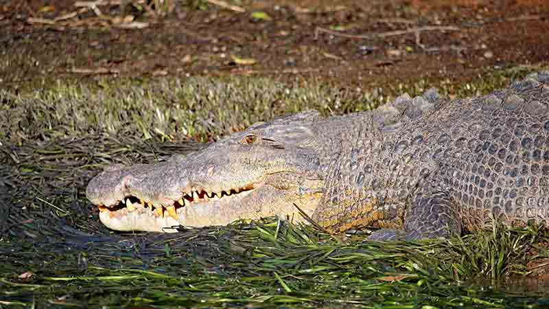 Snapping tours offers unique and picturesque cruises along Innisfail’s Johnstone River, allowing you to experience the wonderful biodiversity of the local area; the world heritage listed rainforest. 