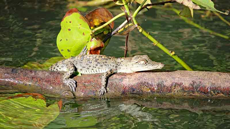 Snapping tours offers unique and picturesque cruises along Innisfail’s Johnstone River, allowing you to experience the wonderful biodiversity of the local area; the world heritage listed rainforest. 