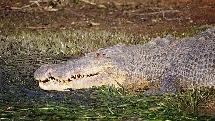 Snapping Tours - Innisfail Crocodile River Cruise