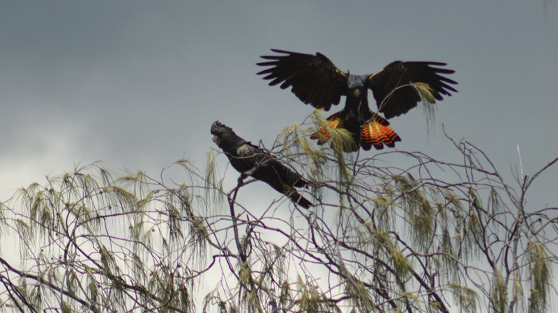 Join us on the Goolimbil ‘Black Cockatoo’ Walkabout, an authentic indigenous hunting, gathering and tasting experience of a lifetime from the Town of 1770 in Queensland. You can enjoy a theatrical, LARCtastic eco experience and learn about the wonderful culture that lived here sustainably for tens of thousands of years.
