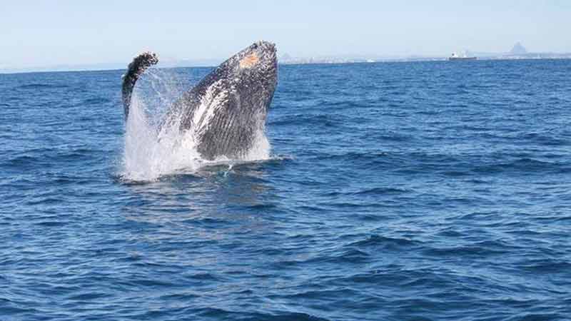 Looking for a Whale Watching experience you will remember and want to talk about for a long time? Crusader 1 Mooloolaba is for you