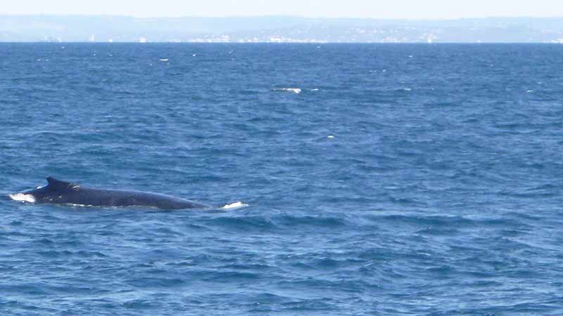 Looking for a Whale Watching experience you will remember and want to talk about for a long time? Crusader 1 Mooloolaba is for you