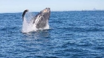 Whale Watching Without The Crowds - Mooloolaba