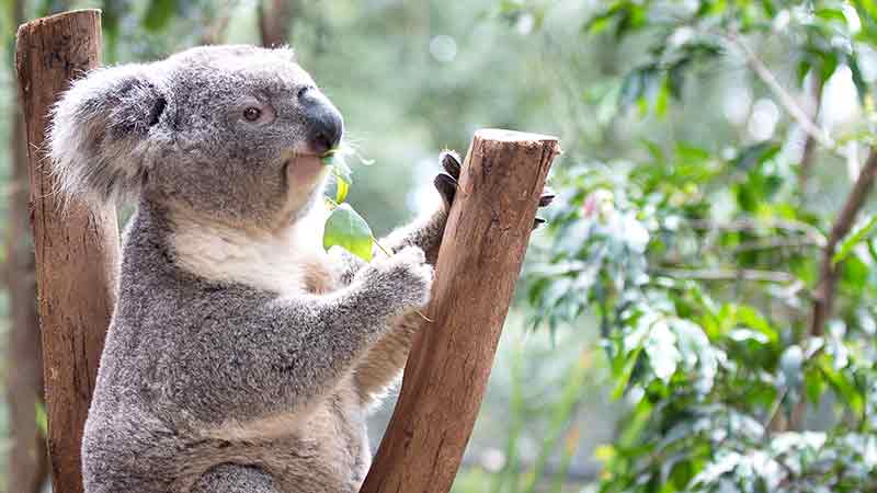 Immerse yourself in an incredible wildlife experience and get up close with Australia’s wildlife at Featherdale!