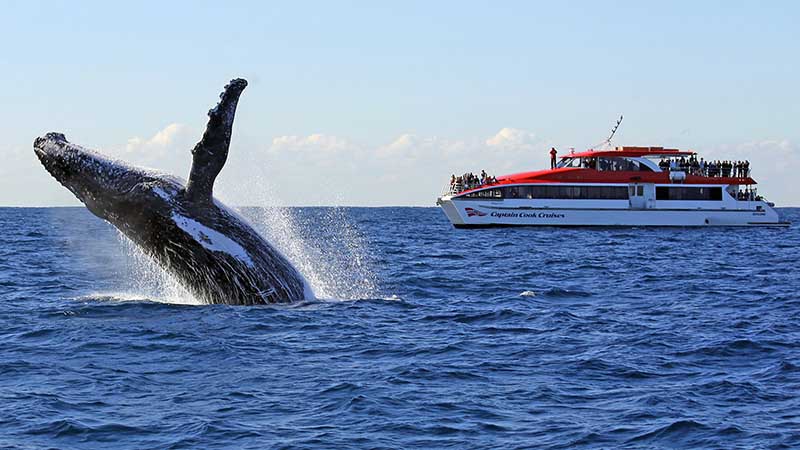 Experience a truly unforgettable whale watching trip and get up close and personal to humpbacks and many other marine species such as Southern Rights, Orcas and Minke Whales, dolphins, seals, fairy penguins and albatross!