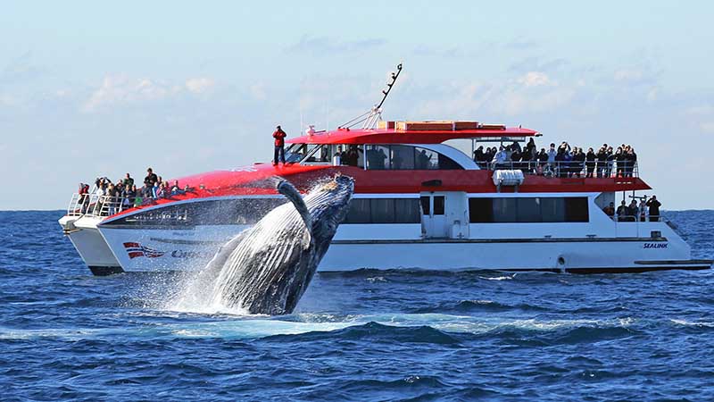 Experience a truly unforgettable whale watching trip and get up close and personal to humpbacks and many other marine species such as Southern Rights, Orcas and Minke Whales, dolphins, seals, fairy penguins and albatross!