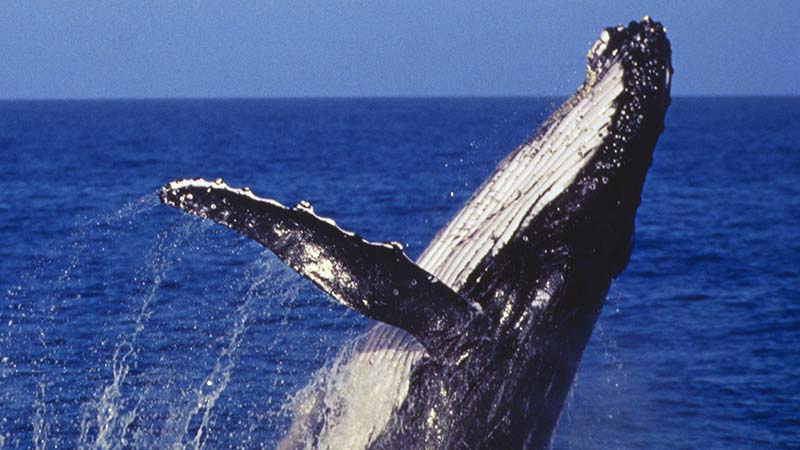 Experience a truly unforgettable whale watching trip and get up close and personal to humpbacks and many other marine species such as Southern Rights, Orcas and Minke Whales, dolphins, seals, fairy penguins and albatross!