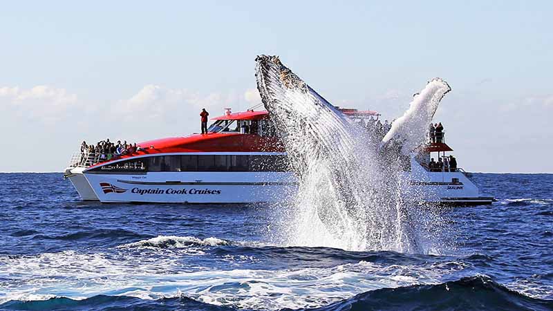 Experience a truly unforgettable whale watching trip and get up close and personal to humpbacks and many other marine species such as Southern Rights, Orcas and Minke Whales, dolphins, seals, fairy penguins and albatross!