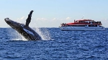 Whale Watching Cruise - Sydney