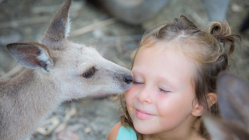 Observe, appreciate and conserve at Wildlife Habitat, the number 1 Port Douglas Attraction! Hand-feed Australian Wallabies and Kangaroos, spot the Southern Cassowary or Lumholtz’s Tree Kangaroo, watch a crocodile feeding presentation, or take a selfie with a Koala at Wildlife Habitat!