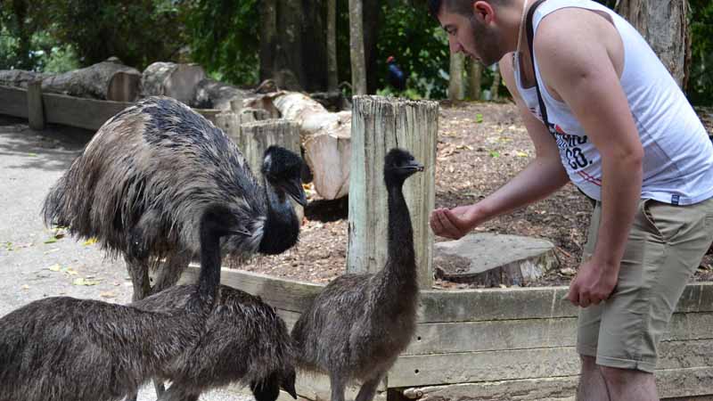 Observe, appreciate and conserve at Wildlife Habitat, the number 1 Port Douglas Attraction! Hand-feed Australian Wallabies and Kangaroos, spot the Southern Cassowary or Lumholtz’s Tree Kangaroo, watch a crocodile feeding presentation, or take a selfie with a Koala at Wildlife Habitat!