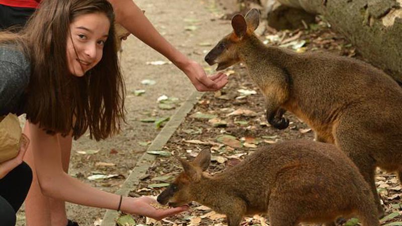 Observe, appreciate and conserve at Wildlife Habitat, the number 1 Port Douglas Attraction! Hand-feed Australian Wallabies and Kangaroos, spot the Southern Cassowary or Lumholtz’s Tree Kangaroo, watch a crocodile feeding presentation, or take a selfie with a Koala at Wildlife Habitat!