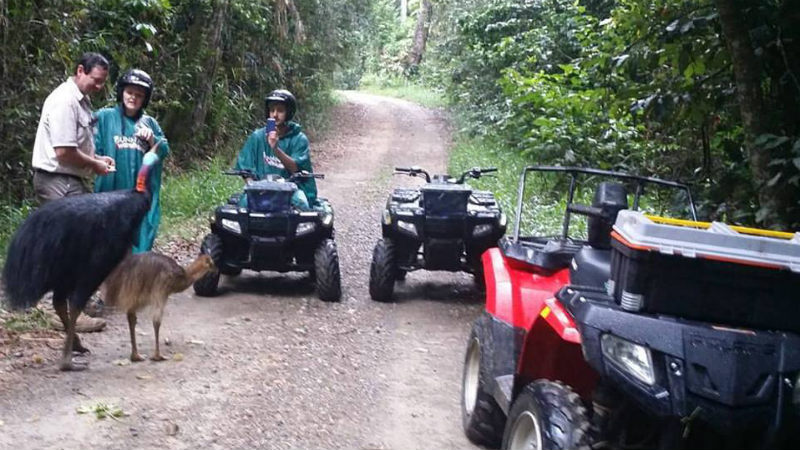 Enjoy a guided ATV tour through the oldest rainforest on earth and meet the local Cassowaries!